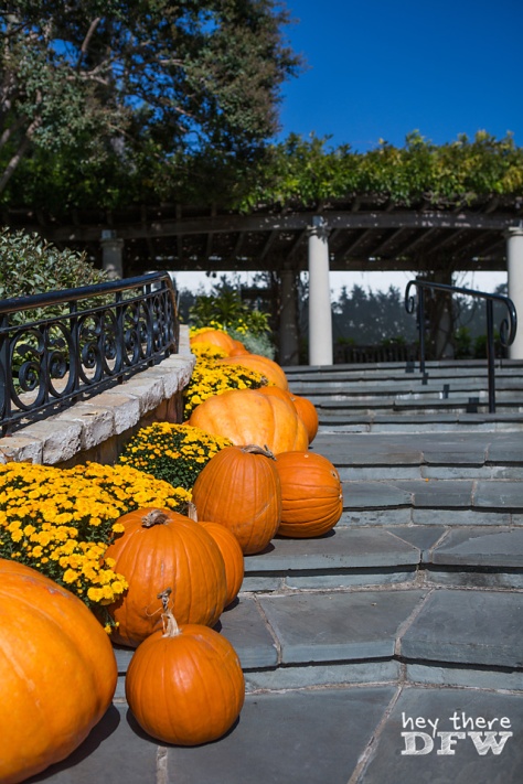 Pumpkins line almost all the walkways during the Autumn. All shapes, sizes, and colors.