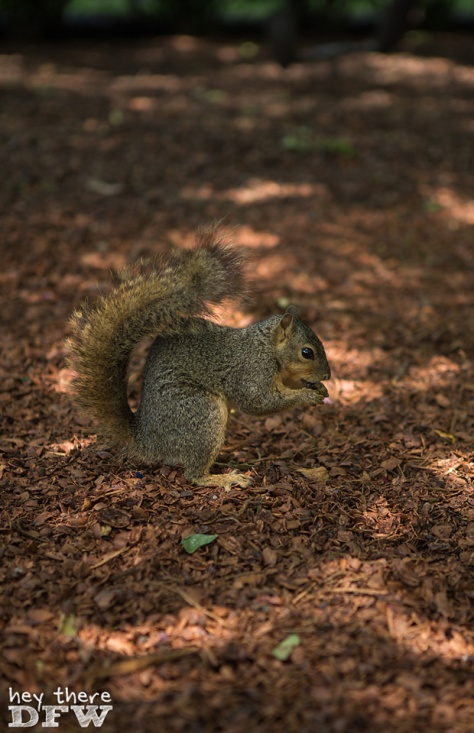 If you walk through Crape Myrtle Allee, you will find lots of squirrels. They are so used to humans that they don't scamper off immediately. 